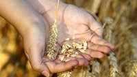 wheat, by Marzena P. from Pixabay