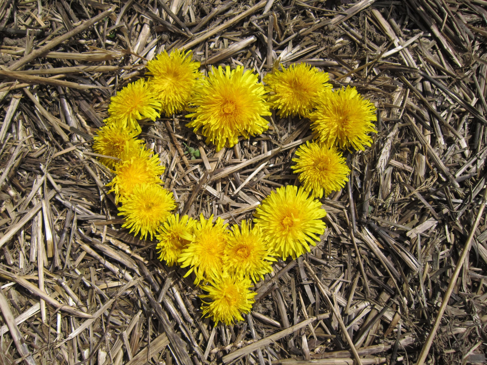 Foto:Pixabay.com