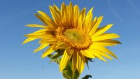 Sonnenblume vor blauem Himmel