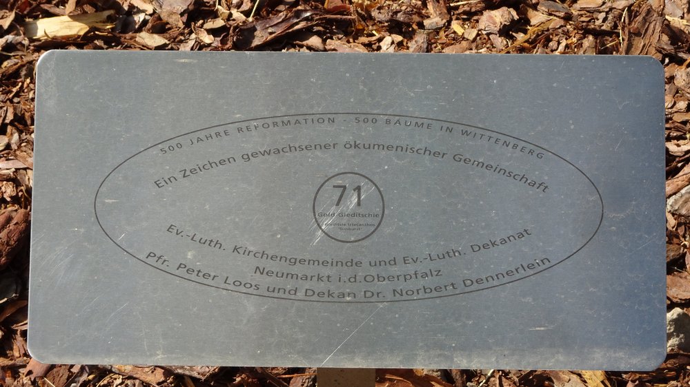 Plakette Baum 71 im Luthergarten Wittenberg