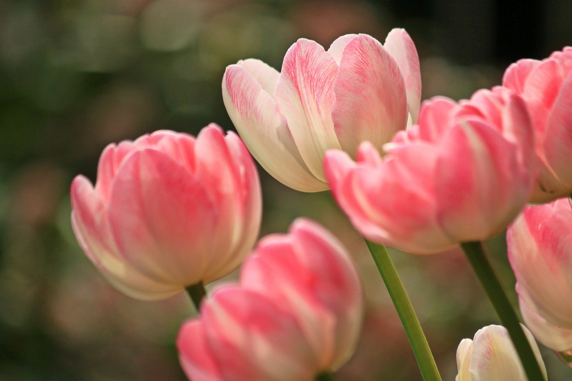Foto:https://pixabay.com/de/photos/tulpen-blumen-bl%C3%BCten-fr%C3%BChling-1134103/