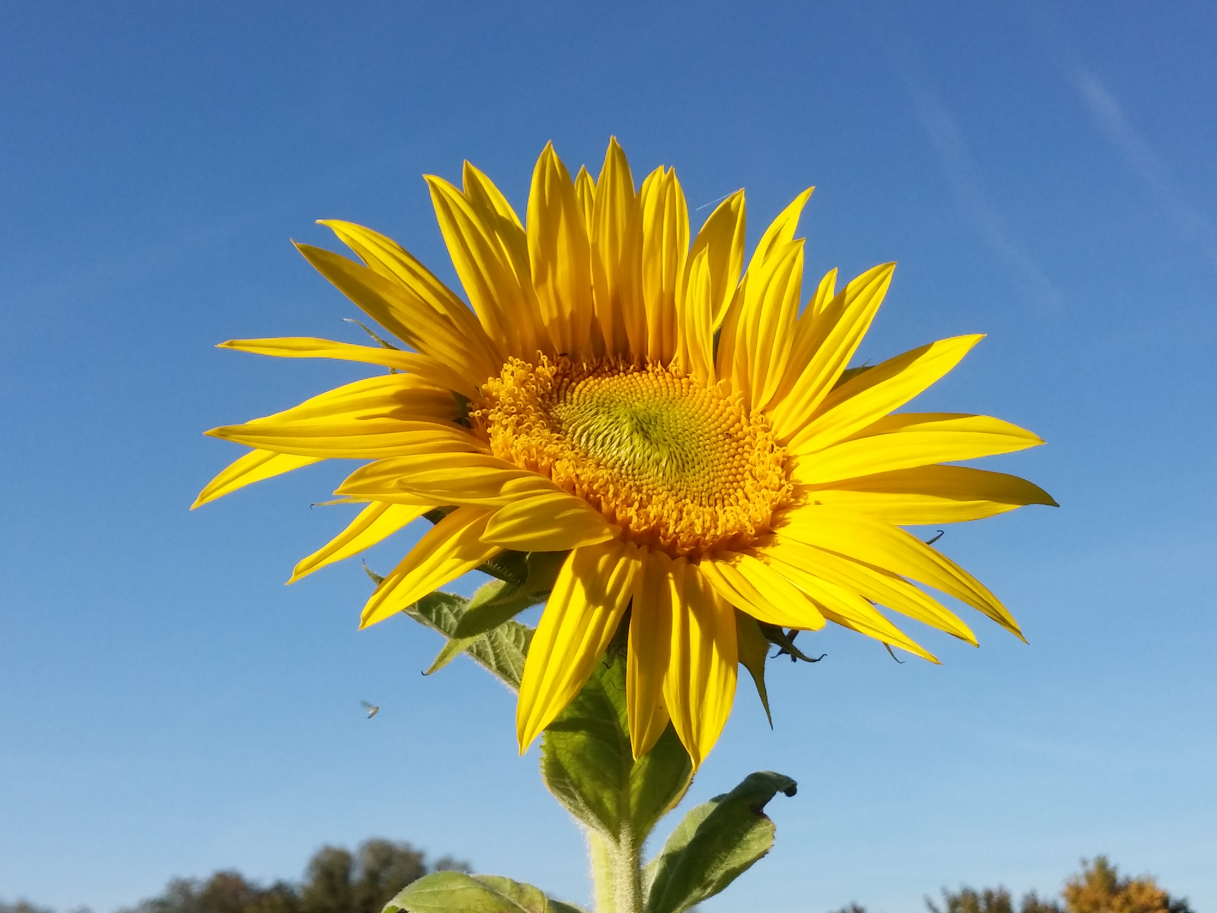 Sonnenblume vor blauem Himmel