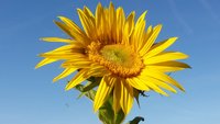 Sonnenblume vor blauem Himmel