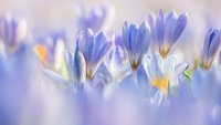 crocuses, Couleur from Pixabay, 04/2024