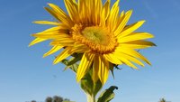 Sonnenblume vor blauem Himmel