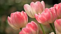 Foto:https://pixabay.com/de/photos/tulpen-blumen-bl%C3%BCten-fr%C3%BChling-1134103/