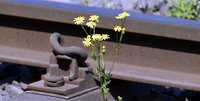 Pflanze im Gleisbett, Bild Candid Shots auf Pixabay
