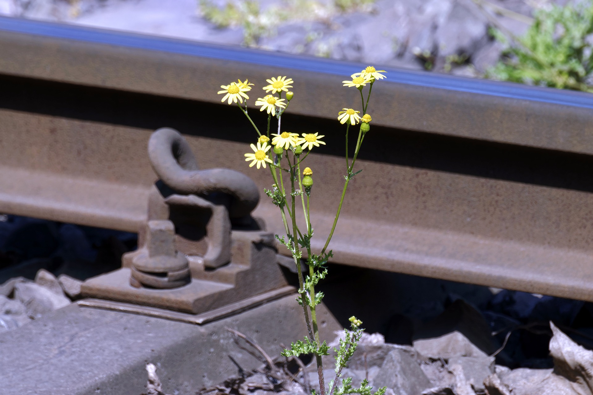 Pflanze im Gleisbett, Bild Candid Shots auf Pixabay