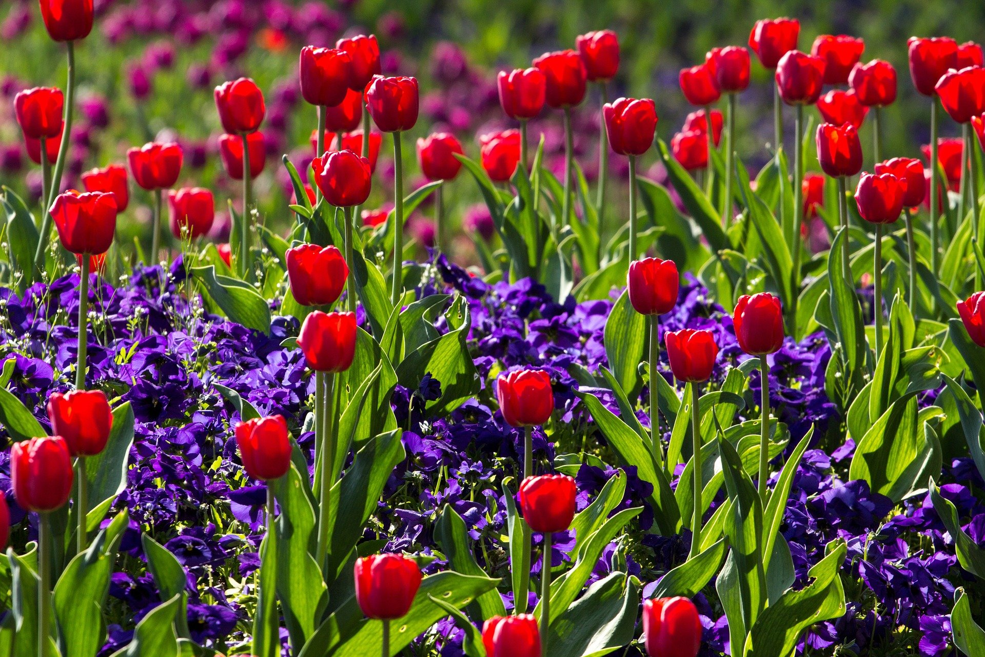 Tulpen, pixabay