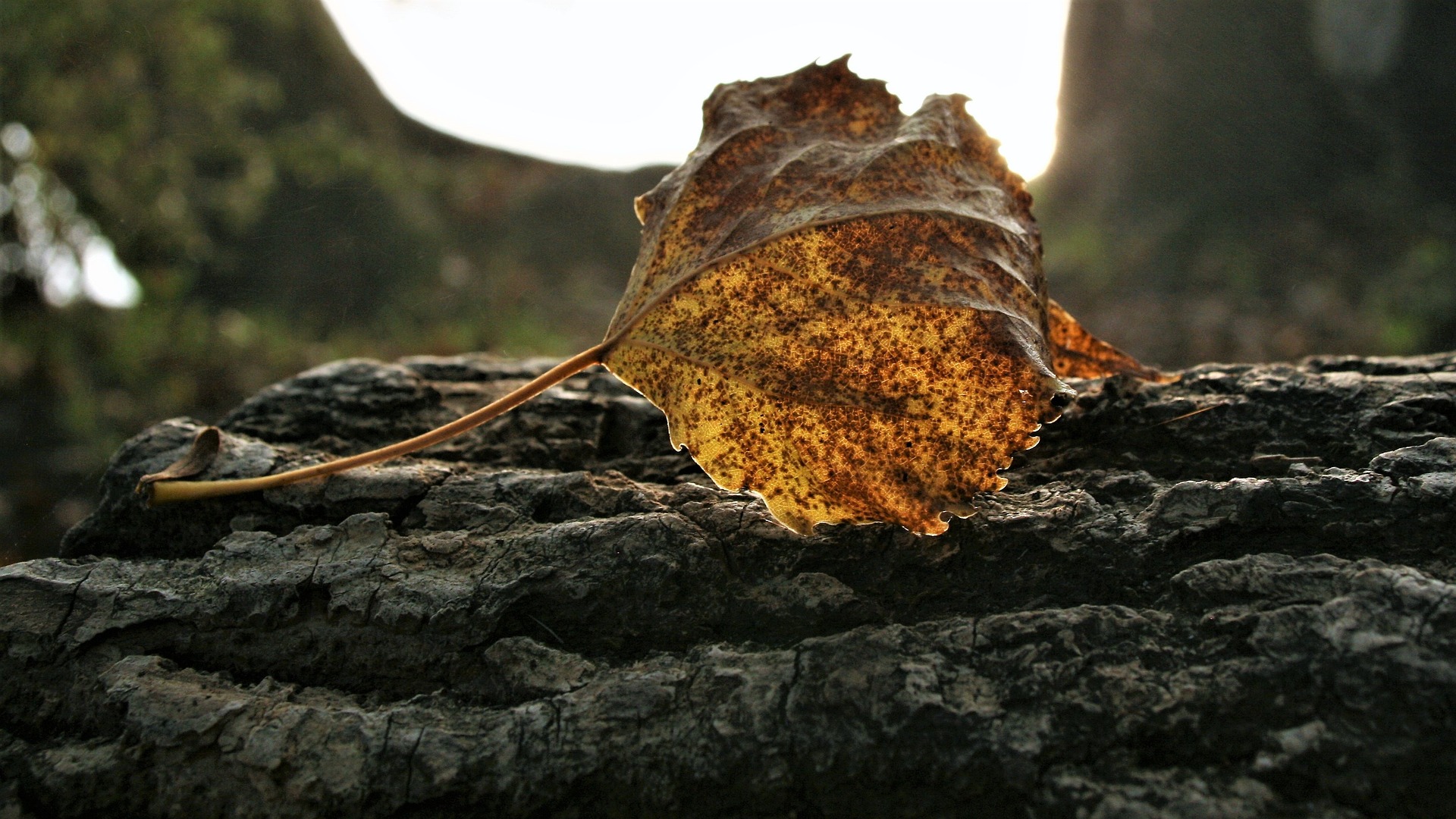 "morning" Bild von pasja1000 auf Pixabay