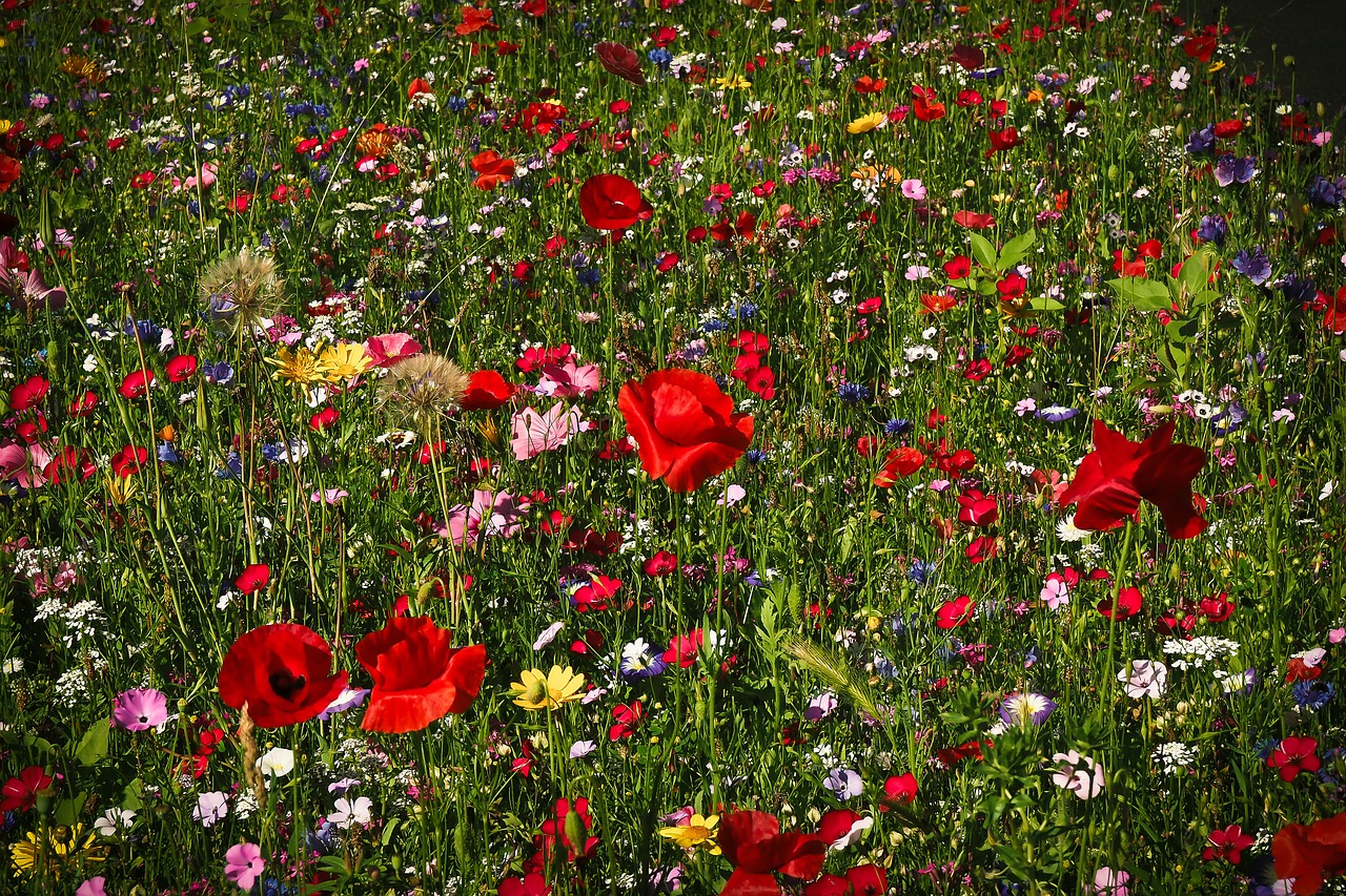 Foto Blumenwiese_pixabay