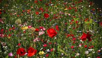 Foto Blumenwiese_pixabay