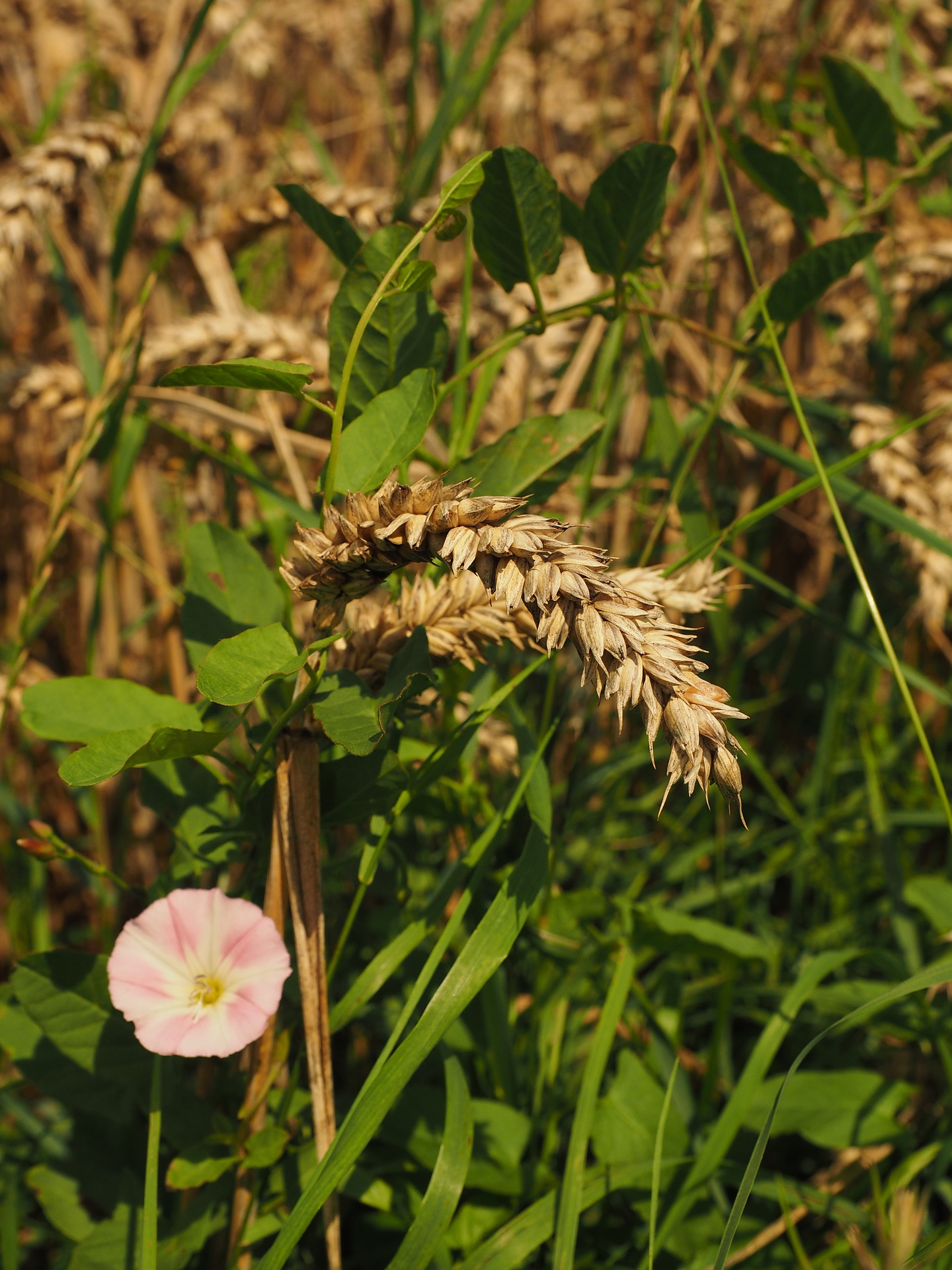 Unkraut im Weizenfeld, Image by Hans Braxmeier from Pixabay