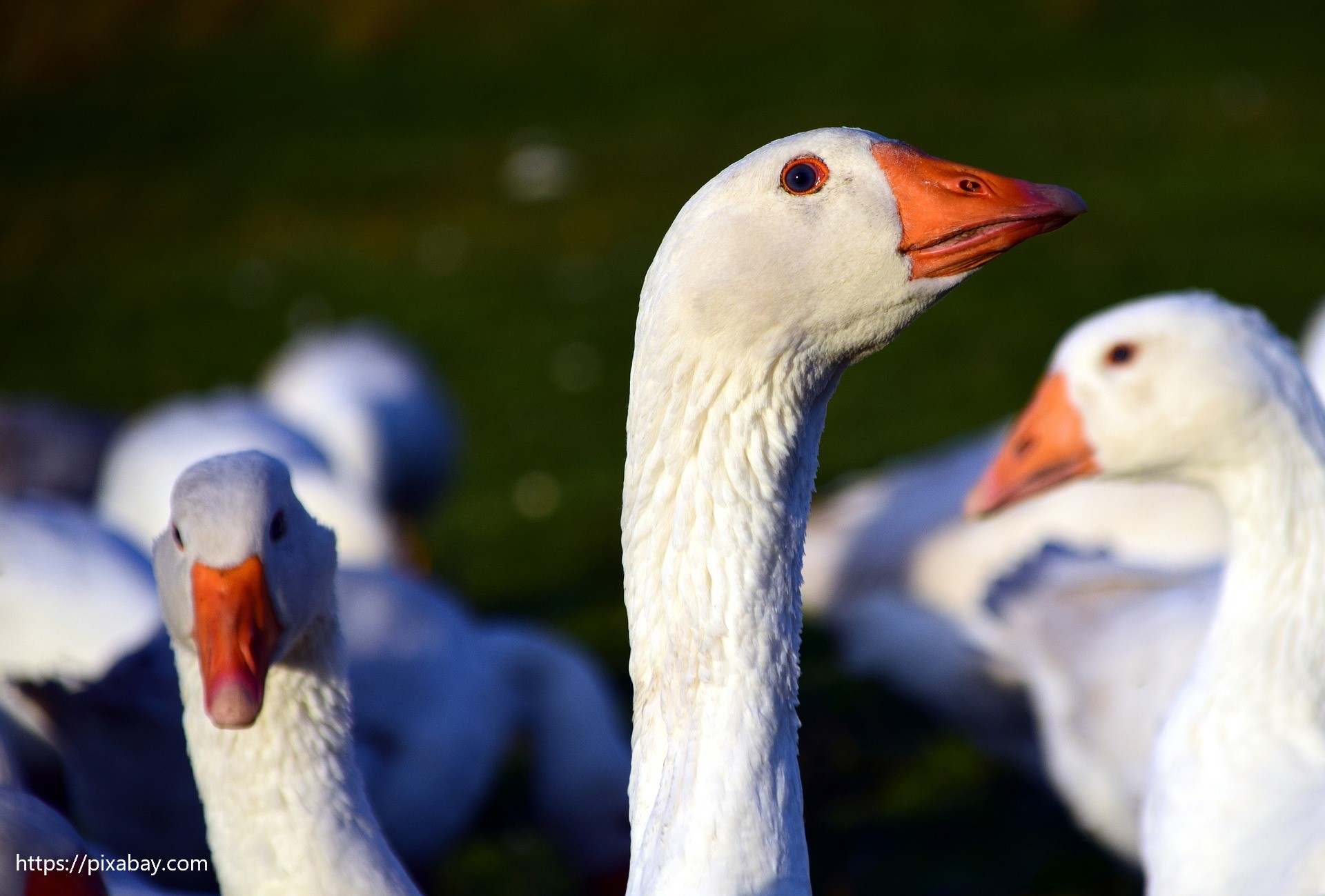 Gänse. Quelle: pixabay
