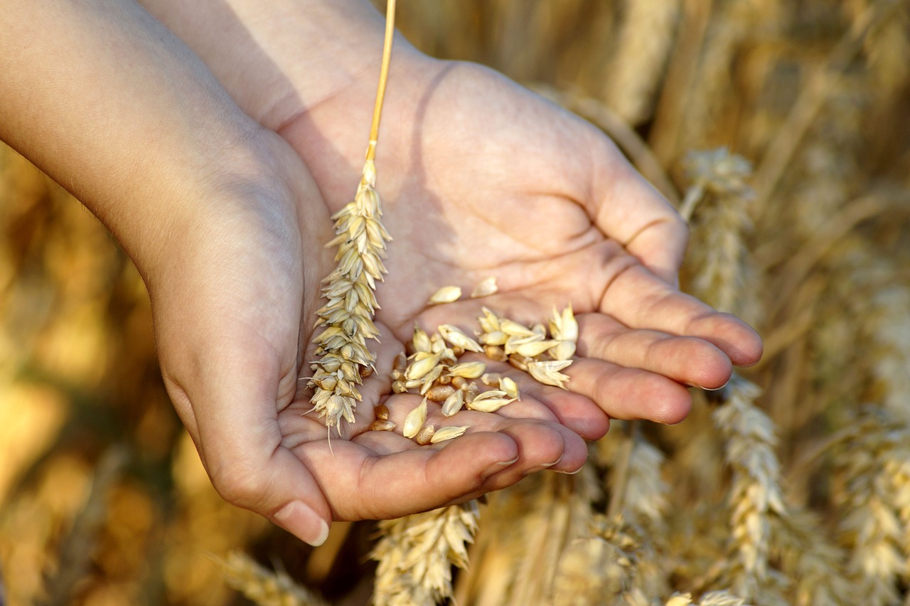 wheat, by Marzena P. from Pixabay