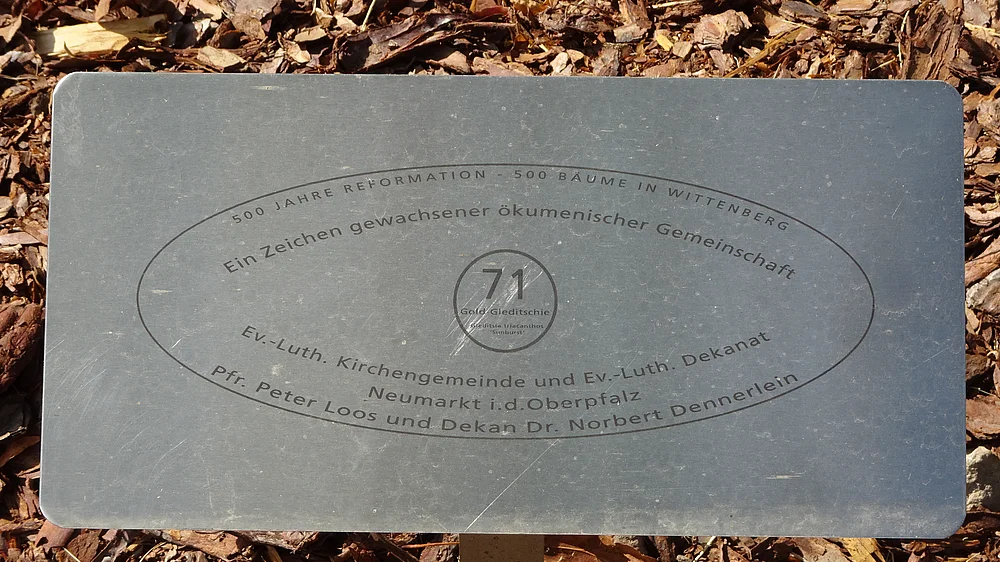 Plakette Baum 71 im Luthergarten Wittenberg
