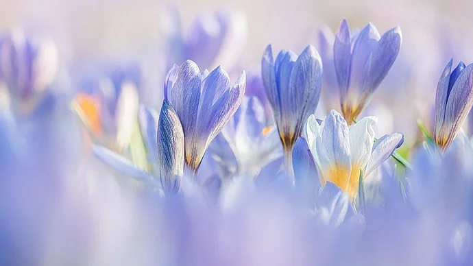 crocuses, Couleur from Pixabay, 04/2024