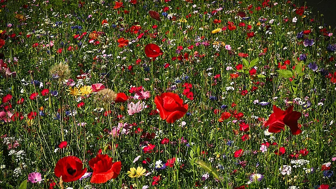 Foto Blumenwiese_pixabay