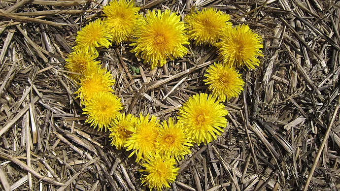 Foto:Pixabay.com