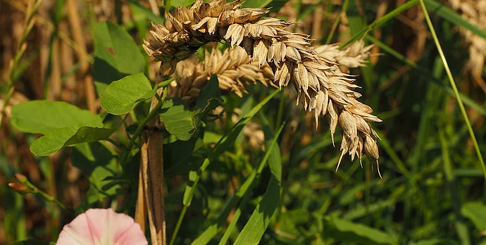Unkraut im Weizenfeld, Image by Hans Braxmeier from Pixabay
