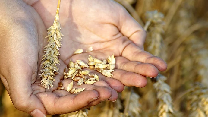 wheat, by Marzena P. from Pixabay