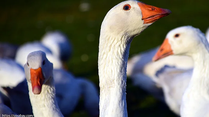 Gänse. Quelle: pixabay