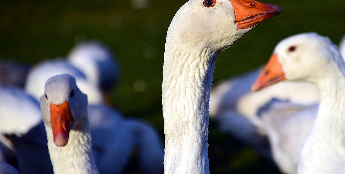 Gänse. Quelle: pixabay