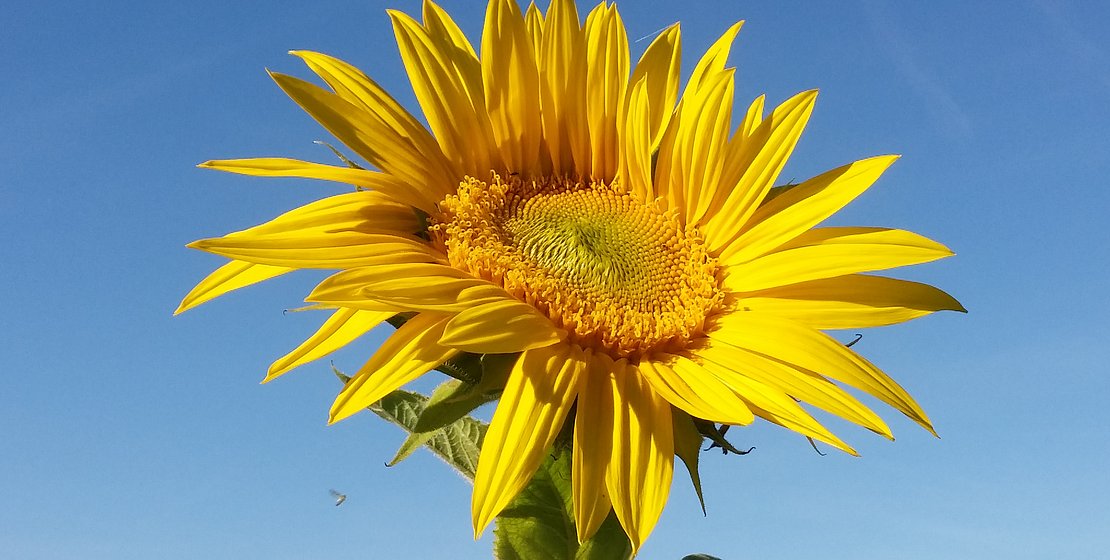 Sonnenblume vor blauem Himmel