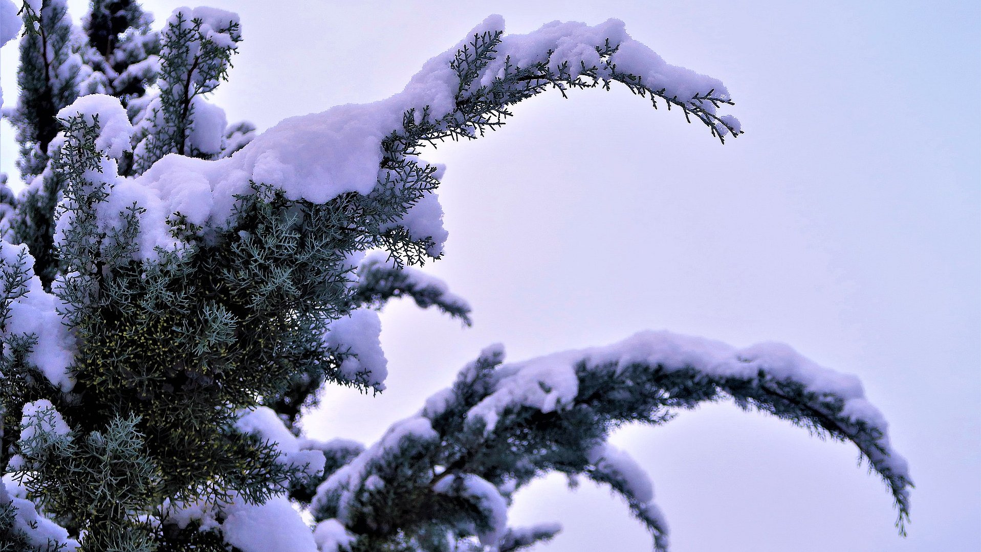 Winter Schnee Wald Pixabay.com