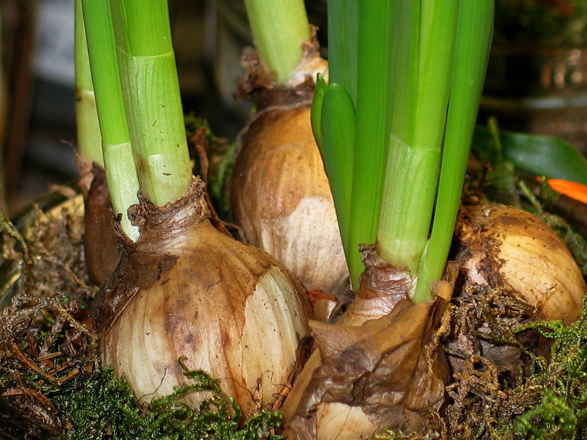 Blumenzwiebeln - flower bulbs, pixabay 2018
