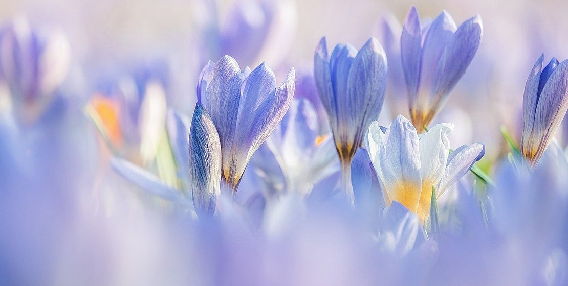 crocuses, Couleur from Pixabay, 04/2024