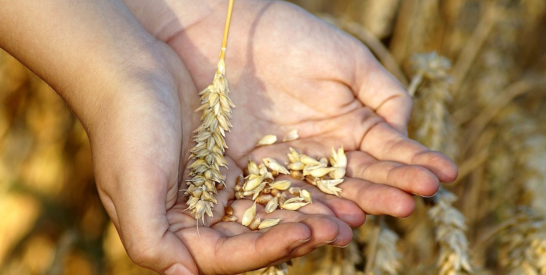 wheat, by Marzena P. from Pixabay