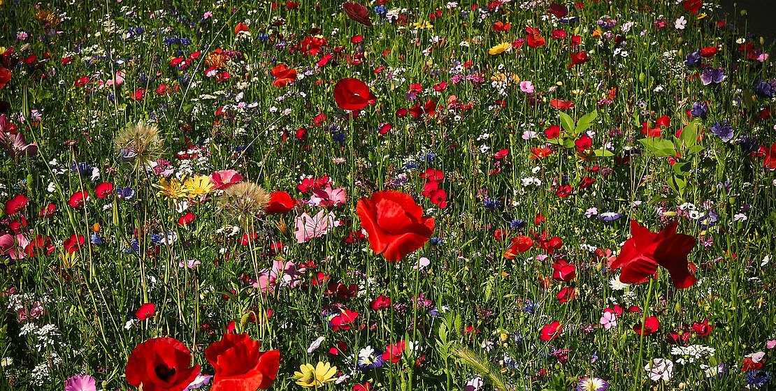 Foto Blumenwiese_pixabay