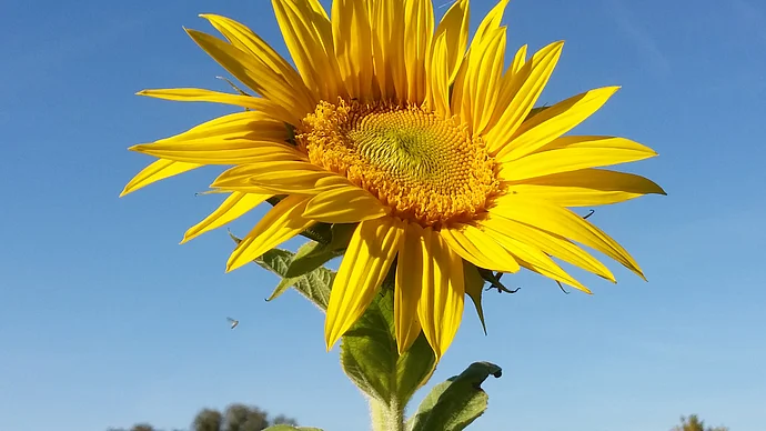 Sonnenblume vor blauem Himmel
