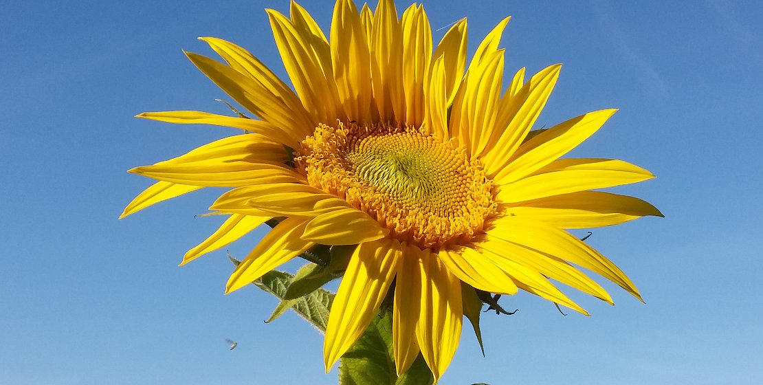 Sonnenblume vor blauem Himmel