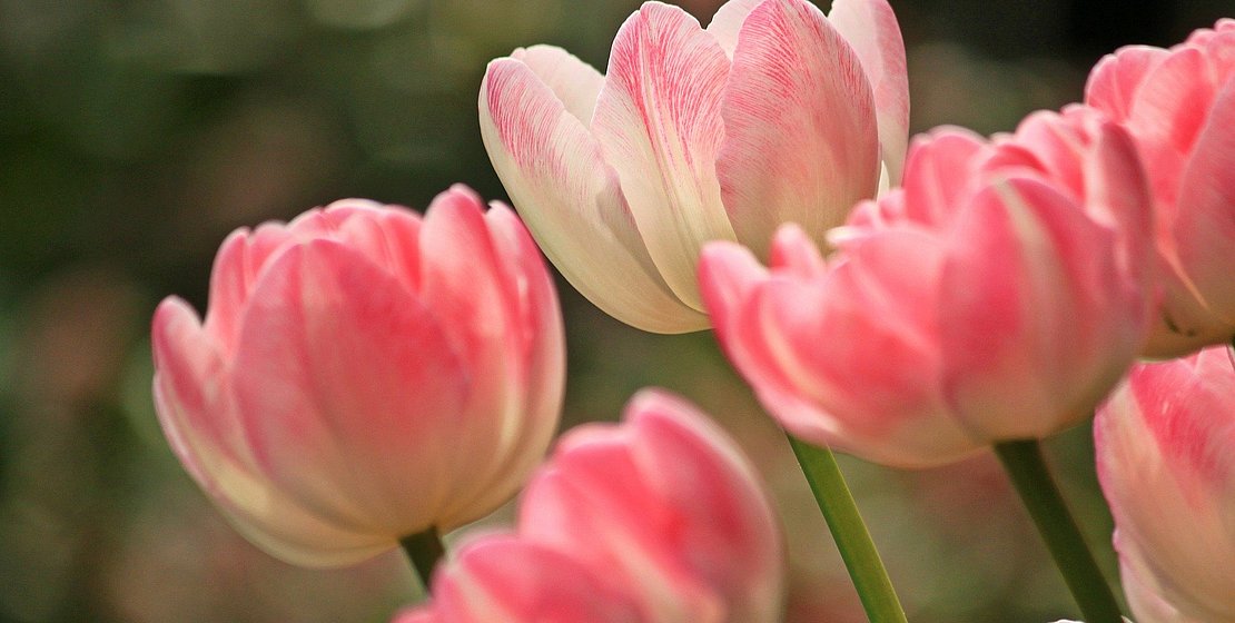 Foto:https://pixabay.com/de/photos/tulpen-blumen-bl%C3%BCten-fr%C3%BChling-1134103/