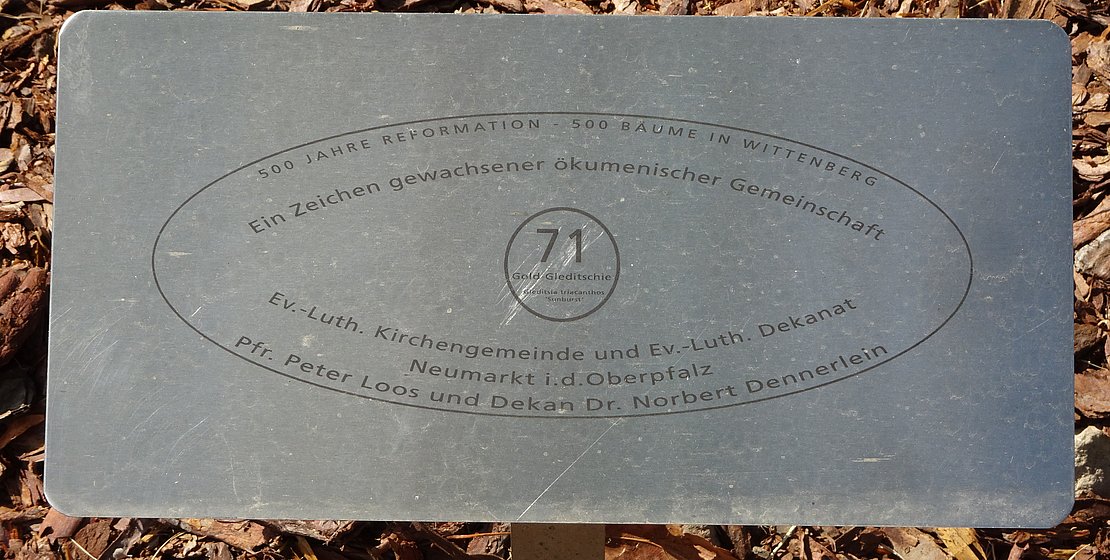 Plakette Baum 71 im Luthergarten Wittenberg