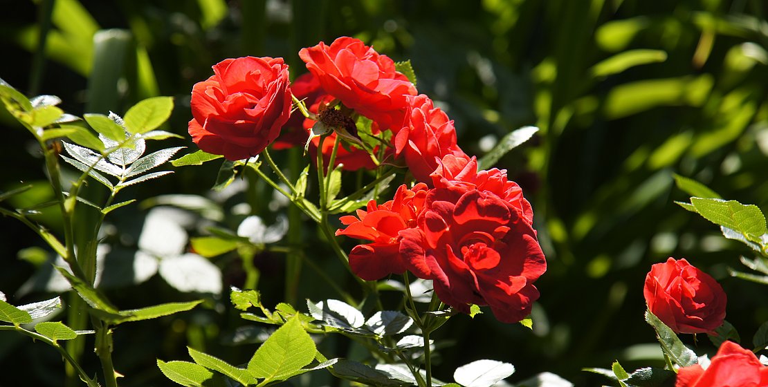 Rote Rosen, Foto K. Eifler