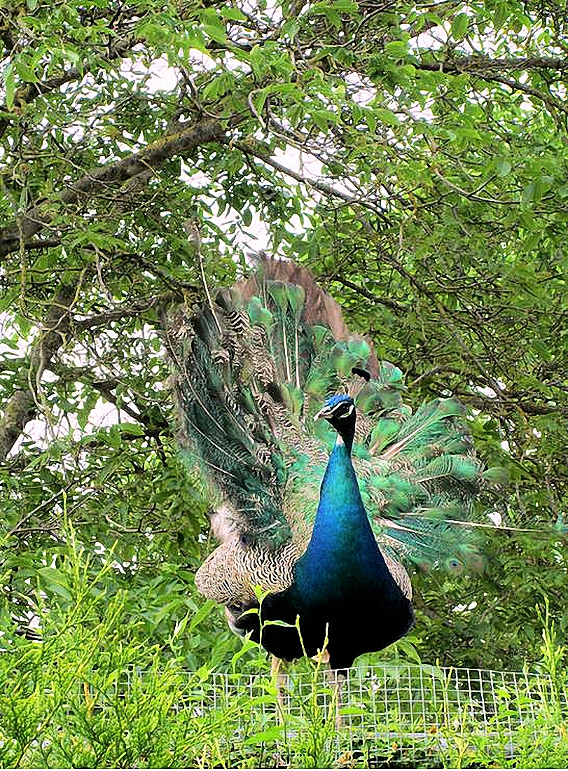 Gemeindeausflug 2019, Pfau, Foto MH