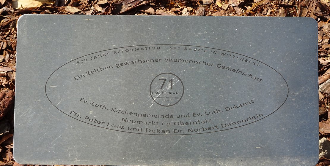 Plakette Baum 71 im Luthergarten Wittenberg