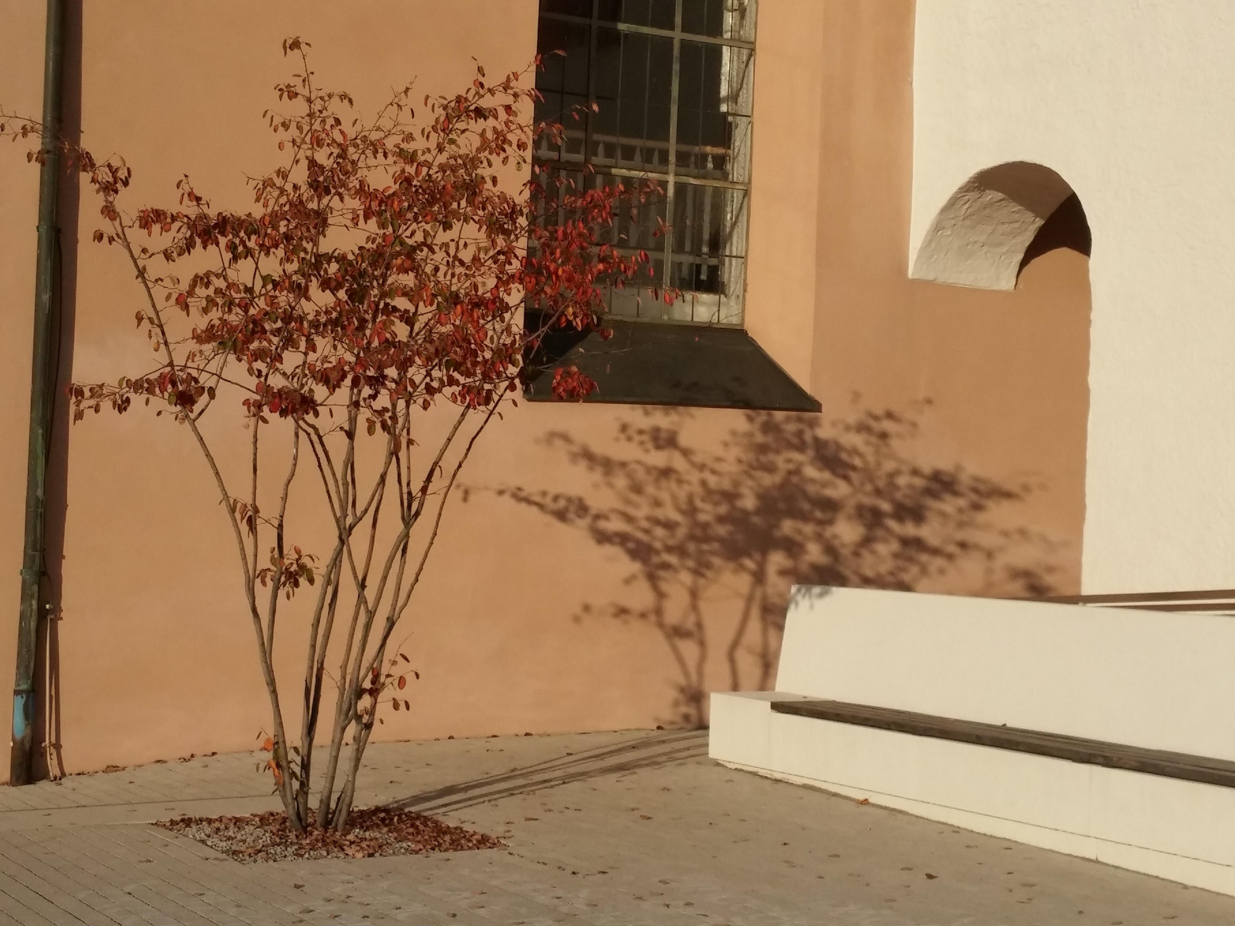 Baum im Evangelisches Zentrum, gepflanzt mit unserem Baum im Luthergarten Wittenberg