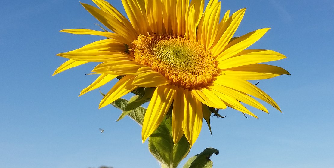 Sonnenblume vor blauem Himmel
