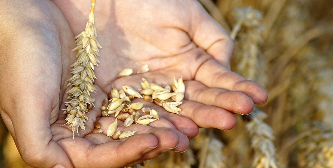 wheat, by Marzena P. from Pixabay